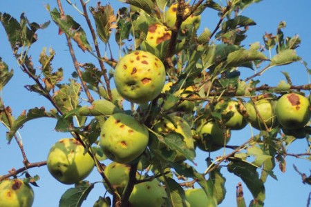 AVVISO PER GLI INTERESSATI ALLA SOTTOSCRIZIONE DI CERTIFICATI DI "ASSICURAZIONE AGEVOLATA" CONTRO AVVERSITA' ATMOSFERICHE NEL PERIODO "PRIMAVERA-ESTATE 2021"