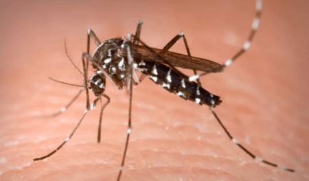 Ordinanza Sindacale "ADOZIONE DI MISURE DI PREVENZIONE E DI CONTROLLO DELLA WEST NILE DISEASE (FEBBRE DEL NILO) E DI ALTRE MALATTIE TRASMESSE DA INSETTI VETTORI"